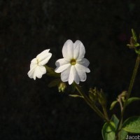 Browallia americana L.